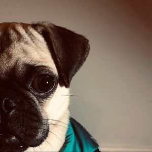 Meet your Posher, Lily